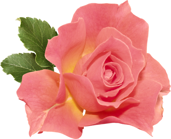 Transparent Garden Roses Garden Ornamental Plant Pink Plant for Valentines Day