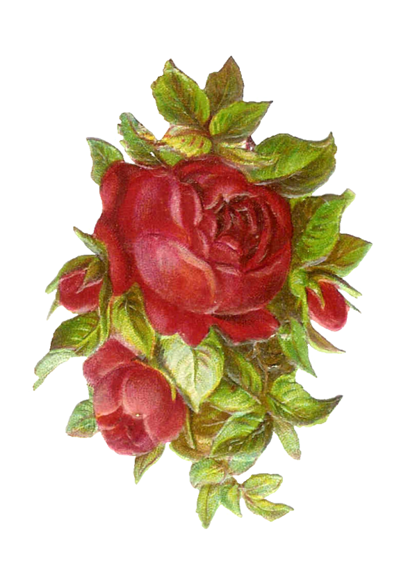Transparent Rose Antique Pink Plant Flower for Valentines Day