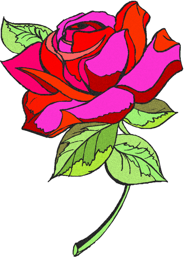 Transparent Floral Design Garden Roses Pink Flower Flora for Valentines Day