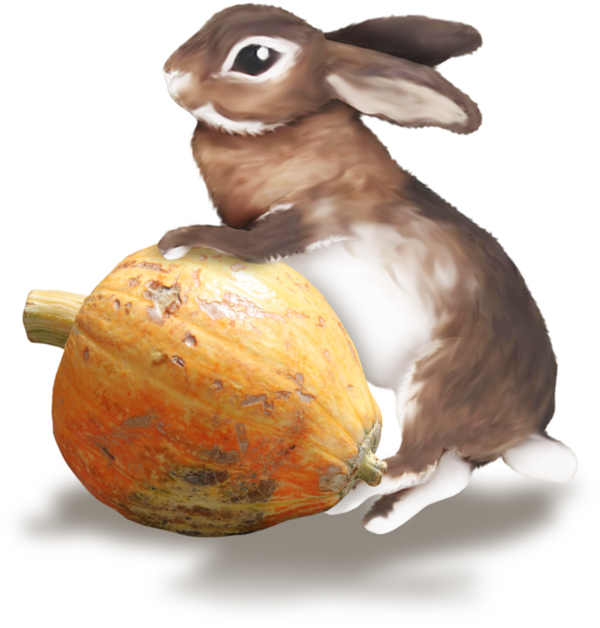 Transparent European Rabbit Hare Rabbit for Easter