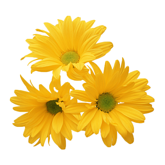 Transparent Chrysanthemum Yellow Flower Sunflower for Valentines Day
