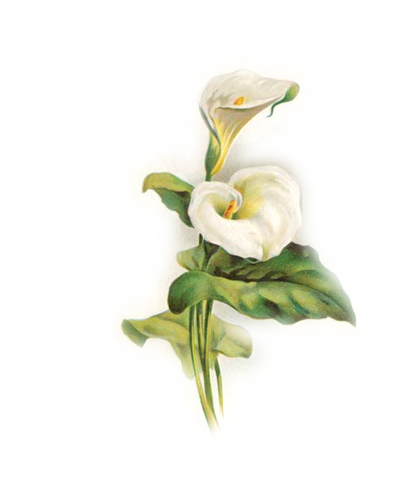 Transparent Lilium Arumlily Easter Calas Plant for Easter