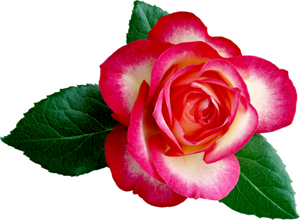 Transparent Rose Flower Blue Rose Pink Plant for Valentines Day