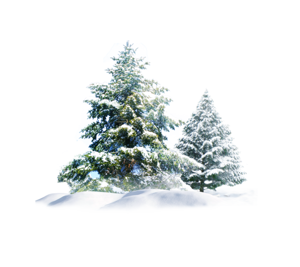Transparent Snow Tree Christmas Fir Pine Family for Christmas