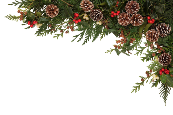 Transparent Common Holly Christmas Christmas Decoration Fir Pine Family for Christmas