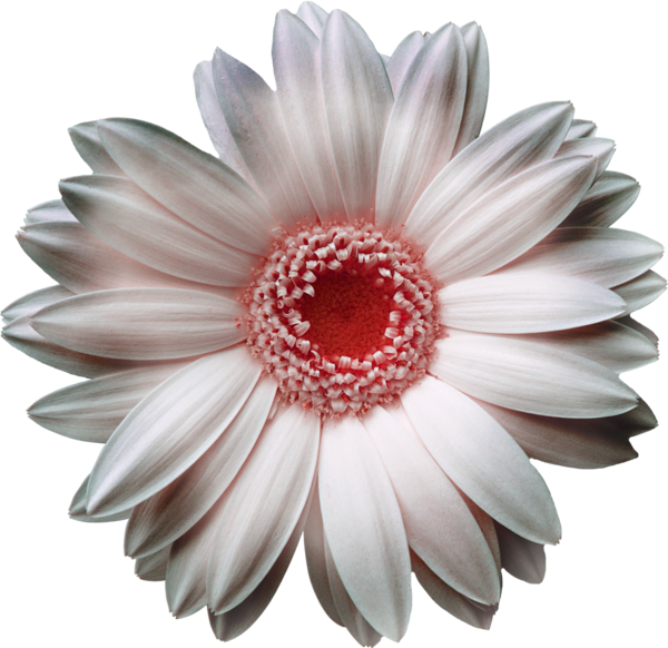 Transparent Transvaal Daisy White Flower Plant for Valentines Day