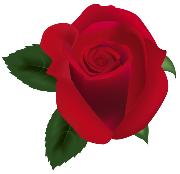 Transparent Garden Roses Garden Cabbage Rose Rose for Valentines Day