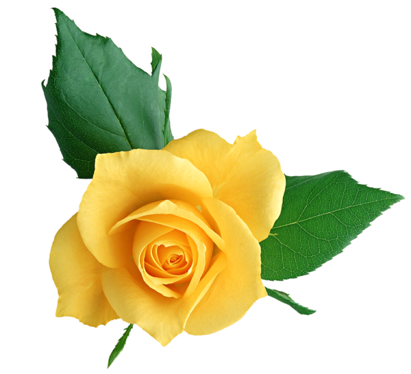 Transparent Rose Yellow Flower Petal Plant for Valentines Day