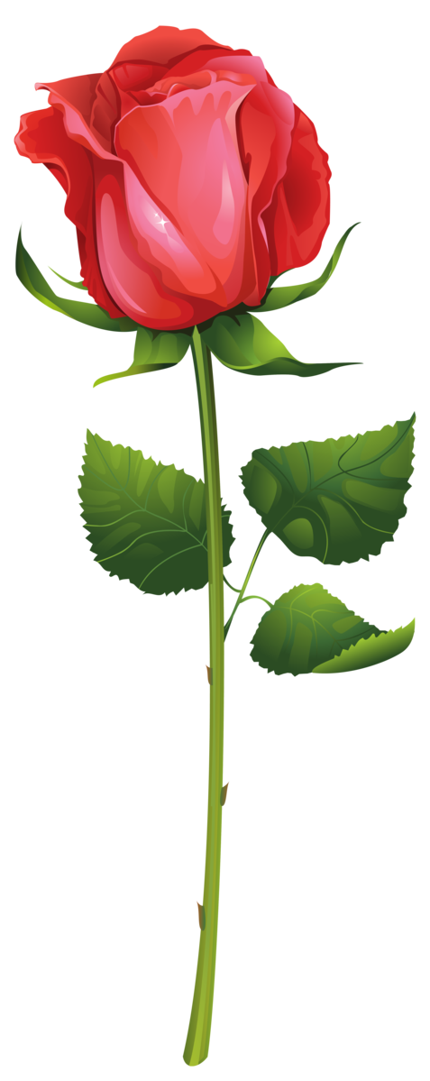 Transparent Plant Stem Flower Rosa Glauca Petal Plant for Valentines Day