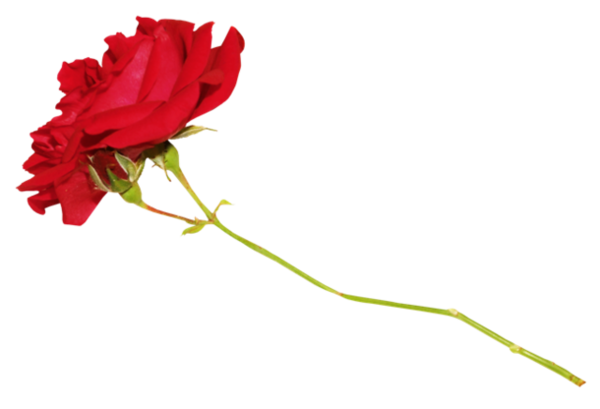 Transparent Garden Roses Cut Flowers Floral Design Flower Red for Valentines Day