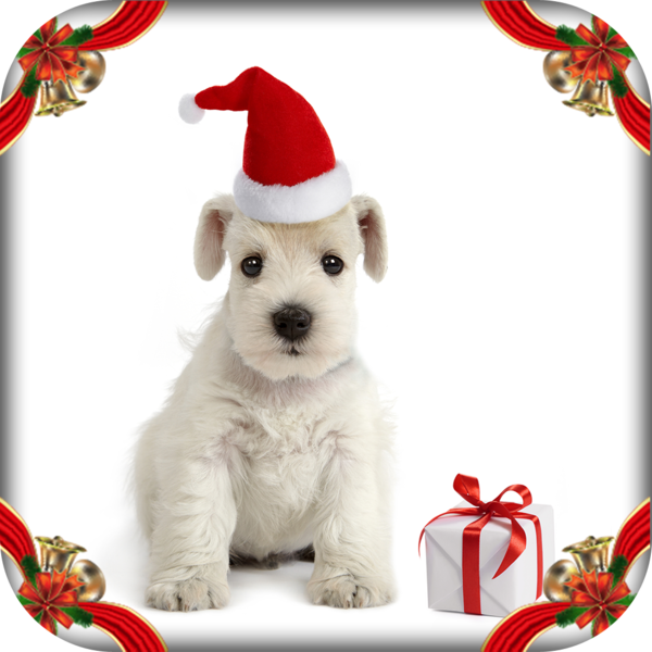 Transparent Puppy Miniature Schnauzer Schnauzer Dog for Christmas