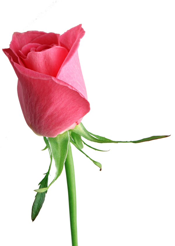 Transparent Rose Flower Free Pink Plant for Valentines Day