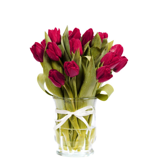 Transparent Indira Gandhi Memorial Tulip Garden Flower Tulip Plant for Valentines Day