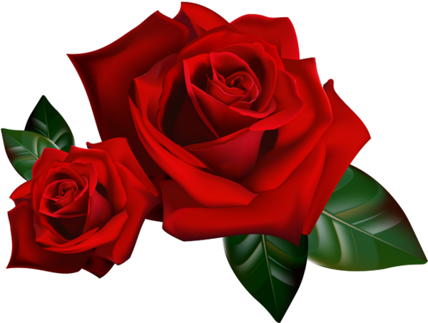 Transparent Rose Animation Youtube Petal Plant for Valentines Day