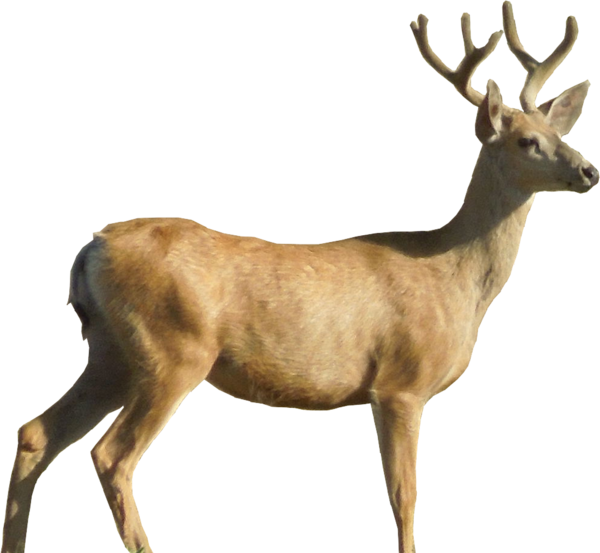Transparent Deer Whitetailed Deer Moose Elk Wildlife for Christmas