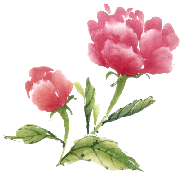 Transparent Ink Wash Painting Watercolor Painting Flower Pink Plant for Valentines Day