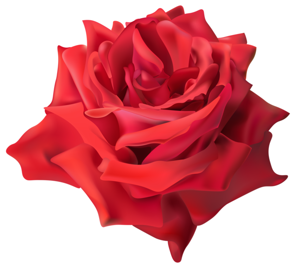 Transparent Rose Garden Roses Flower for Valentines Day