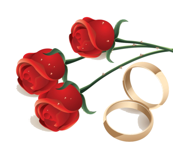 Transparent Garden Roses Engagement Rose Red Flower for Valentines Day