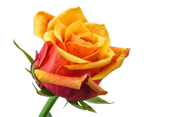Transparent Garden Roses Rose Color Flower for Valentines Day