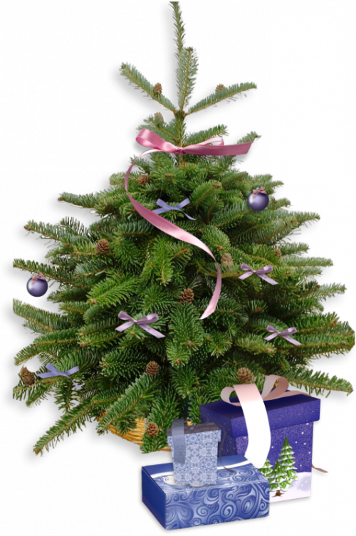 Transparent Walsall Christmas Tree Tree Fir Evergreen for Christmas