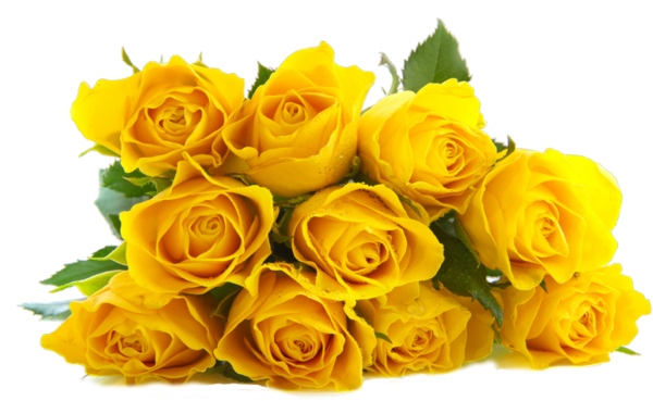 Transparent Rose Flower Yellow Petal Plant for Valentines Day