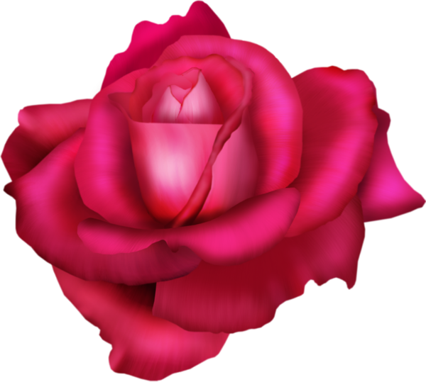 Transparent Garden Roses Cabbage Rose China Rose Flower Rose for Valentines Day