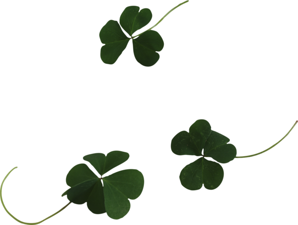Transparent Leaf Fourleaf Clover Shamrock Plant Stem for St Patricks Day