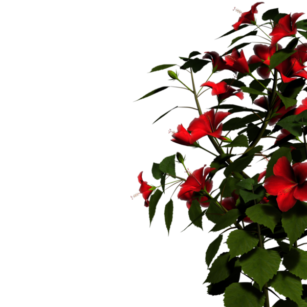 Transparent Nature Widescreen Plant Flora for Valentines Day