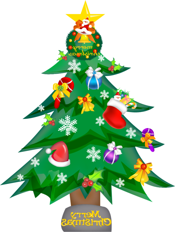 Transparent Christmas Tree Drawing Howto Fir Pine Family for Christmas