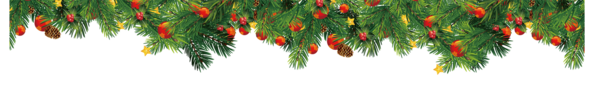 Transparent Fir Pine Branch Evergreen Pine Family for Christmas