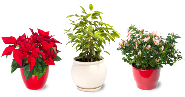Transparent Poinsettia Christmas Christmas Plants Plant Flower for Christmas