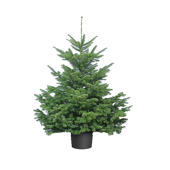 Transparent Artificial Christmas Tree Christmas Tree Prelit Tree Tree Spruce for Christmas