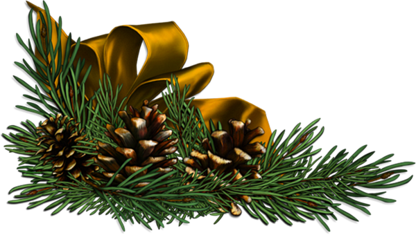 Transparent Christmas Christmas Tree Widescreen Fir Pine Family for Christmas
