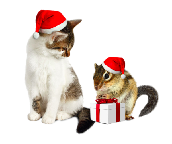 Transparent Cat Squirrel Santa Claus Christmas Ornament Holiday for Christmas
