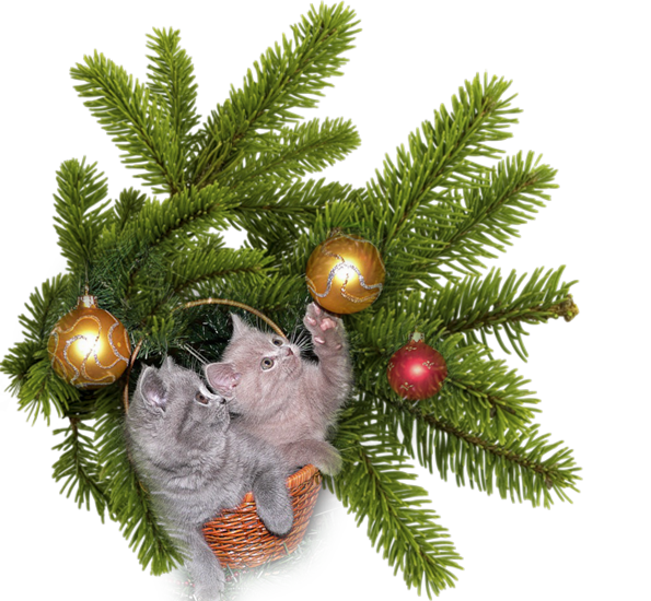 Transparent Fir Conifers Christmas Christmas Ornament Christmas Decoration for Christmas