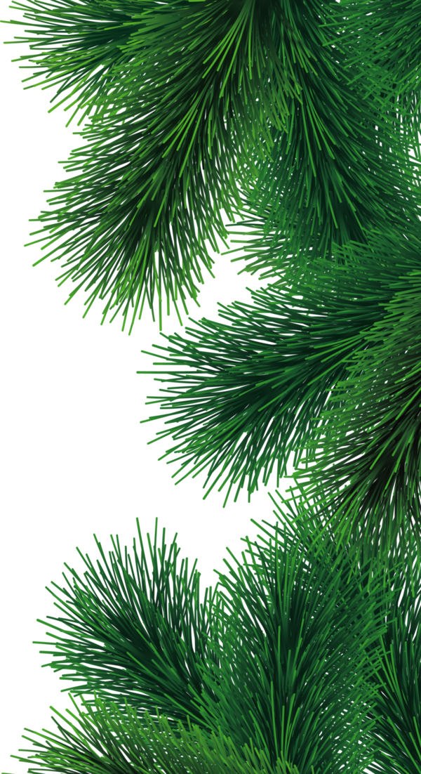 Transparent Tree Fir Christmas Tree Pine Family for Christmas