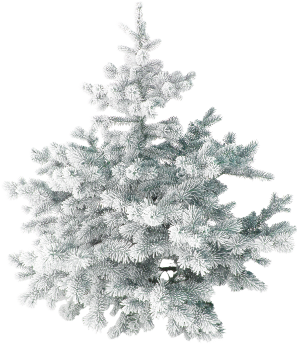 Transparent Tree Christmas Christmas Tree Fir Pine Family for Christmas