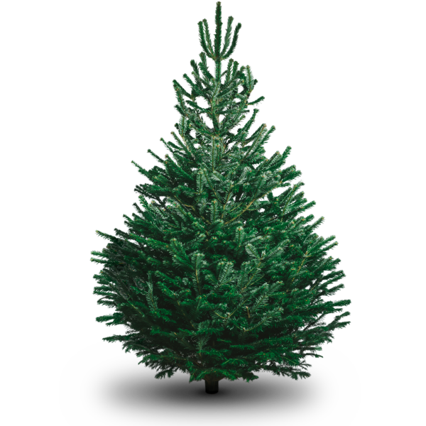 Transparent Artificial Christmas Tree Christmas Christmas Tree Fir Pine Family for Christmas