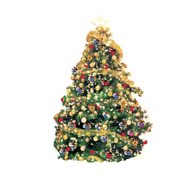 Transparent Christmas Greeting Christmas Tree Fir Pine Family for Christmas