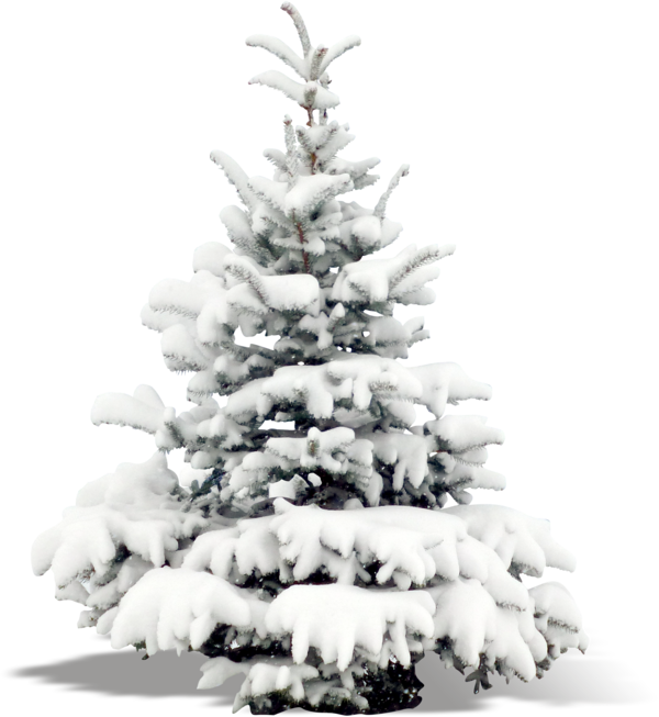 Transparent Santa Claus Christmas Christmas Tree Fir Pine Family for Christmas