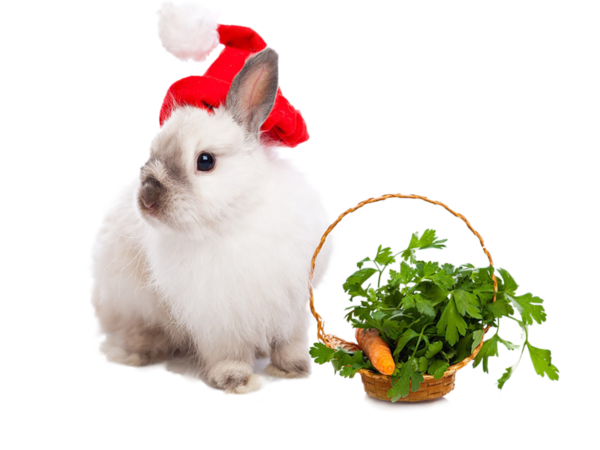 Transparent Rabbit Easter Bunny Leporids Hare Whiskers for Christmas
