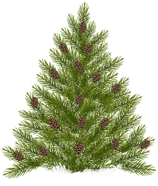 Transparent Pine Tree Conifer Cone Fir Pine Family for Christmas