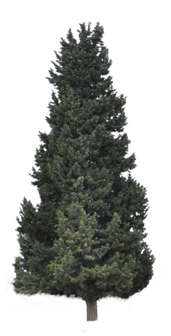 Transparent Artificial Christmas Tree Christmas Prelit Tree Tree Spruce for Christmas