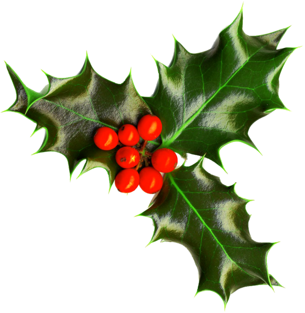 Transparent Common Holly Christmas Christmas Decoration Plant Leaf for Christmas