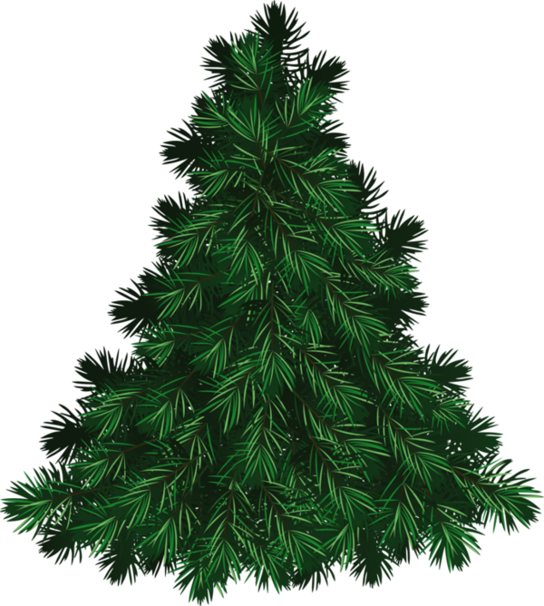 Transparent Fir Christmas Day Pine Christmas Tree Tree for Christmas