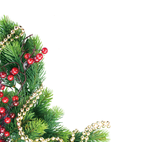 Transparent Christmas Gratis Festival Evergreen Pine Family for Christmas