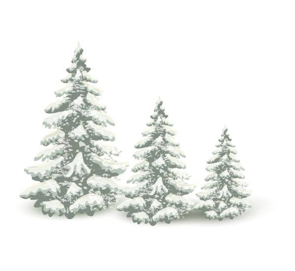 Transparent Snow Pine Tree Fir Pine Family for Christmas
