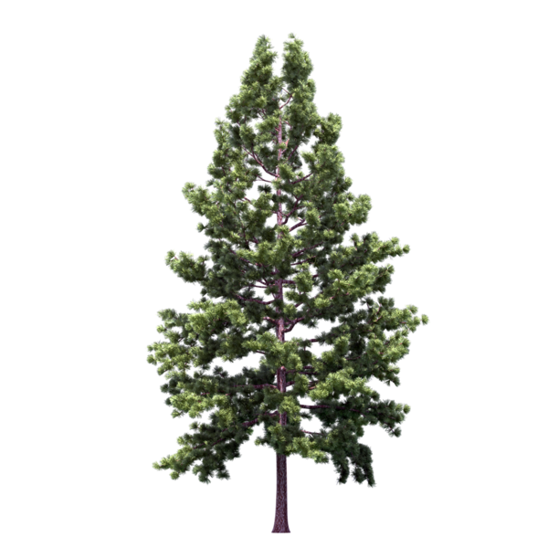 Transparent Blue Spruce Noble Fir Christmas Tree Fir Pine Family for Christmas