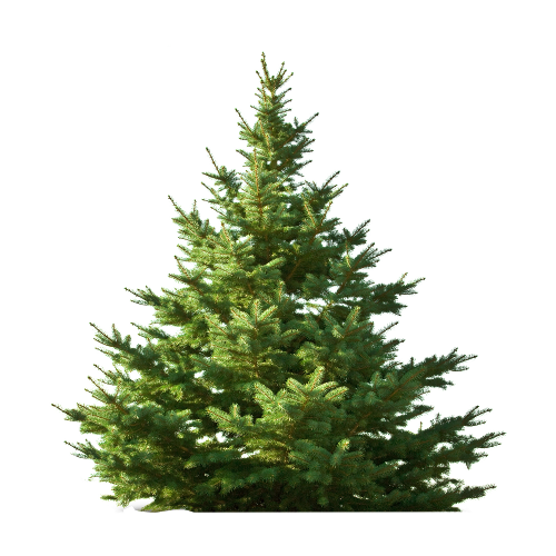 Transparent Nordmann Fir Tree Christmas Tree Fir Pine Family for Christmas