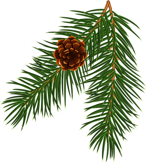 Transparent Spruce Christmas Ornament Pine Tree Pine Family for Christmas